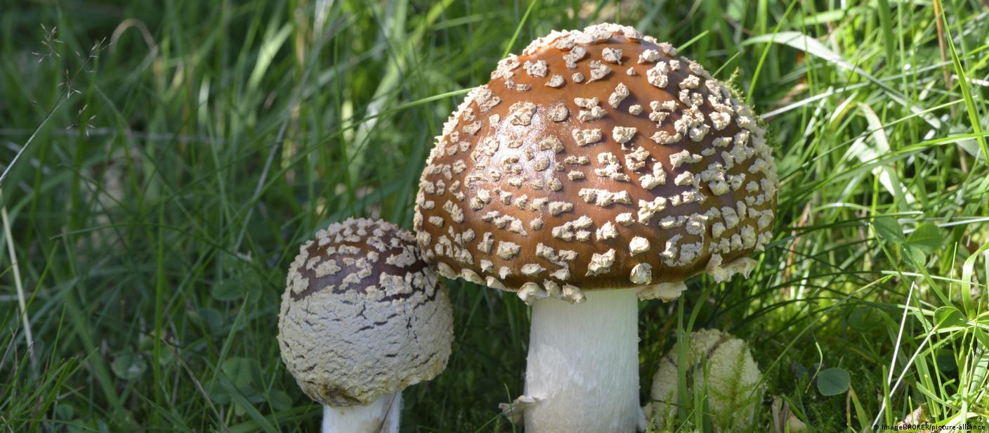 Read more about the article Os incríveis benefícios dos cogumelos