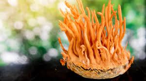 Cogumelo Cordyceps