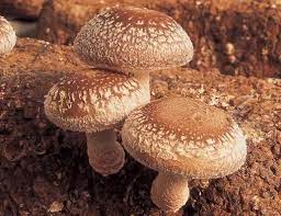 Cogumelo Shiitake