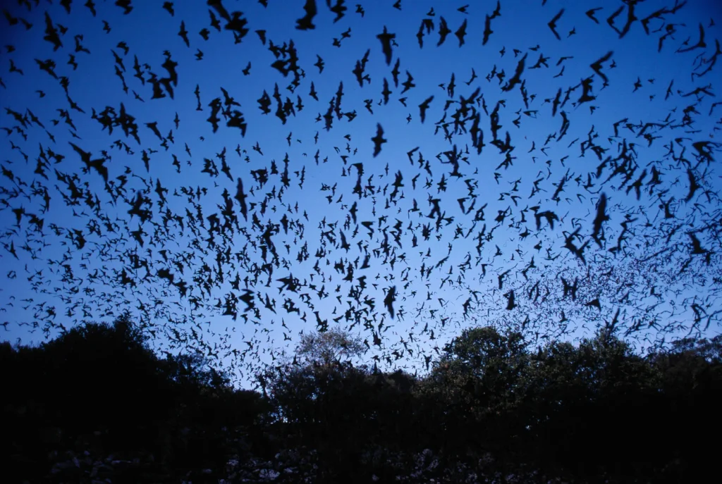 Bando de morcegos voando