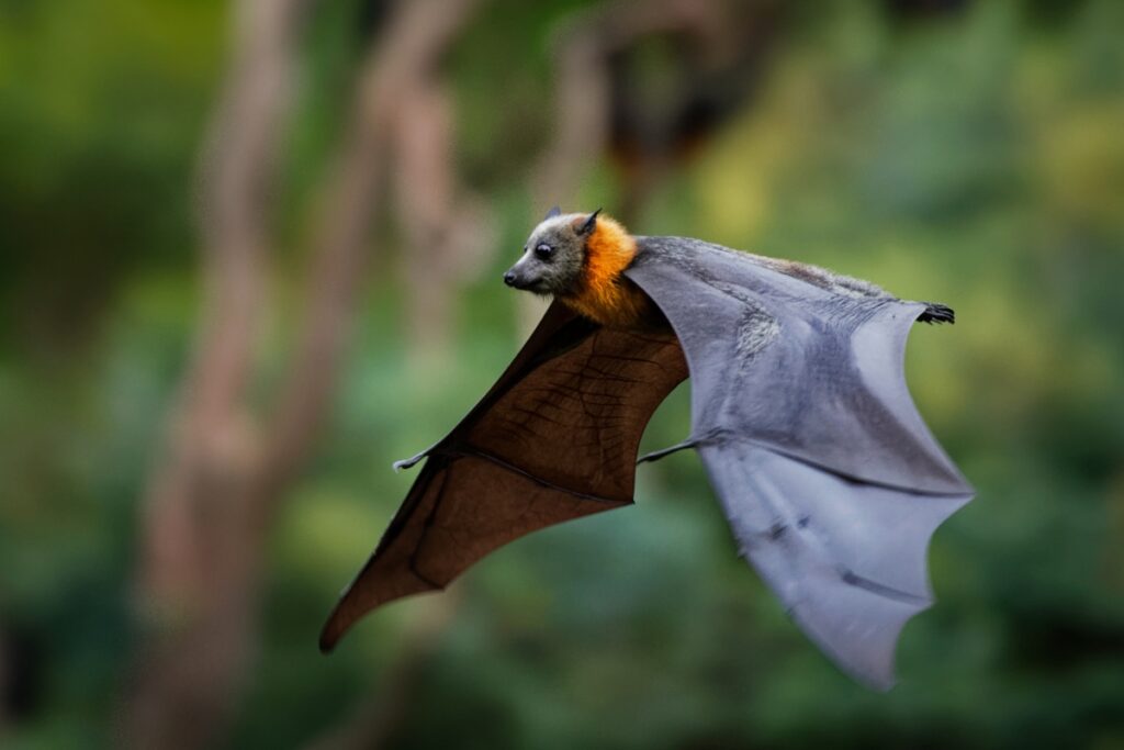 Morcego voando