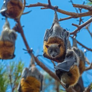 Morcego pendurado num galho de árvore