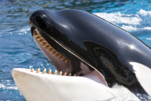 Leia mais sobre o artigo Afinal, orca é uma baleia ou um golfinho?