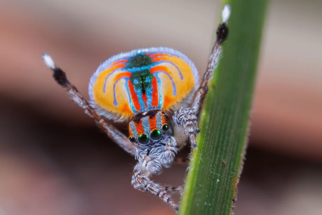 Estranha dança do acasalamento da aranha pavão.