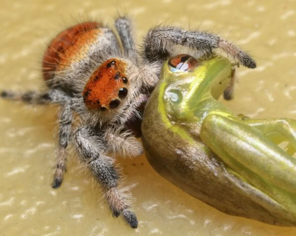 Aranha comendo uma rã já morta.