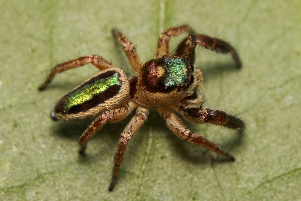 Aranha Bagheera Kiplingi e seu dorso verde esmeralda