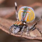 Aranha saltadora na dança de acasalamento