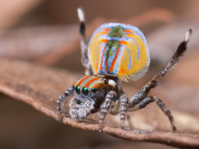 Aranha saltadora na dança de acasalamento