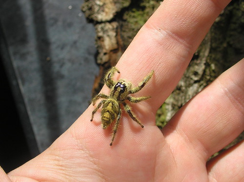 Aranha saltadora gigante na mão do fotógrafo
