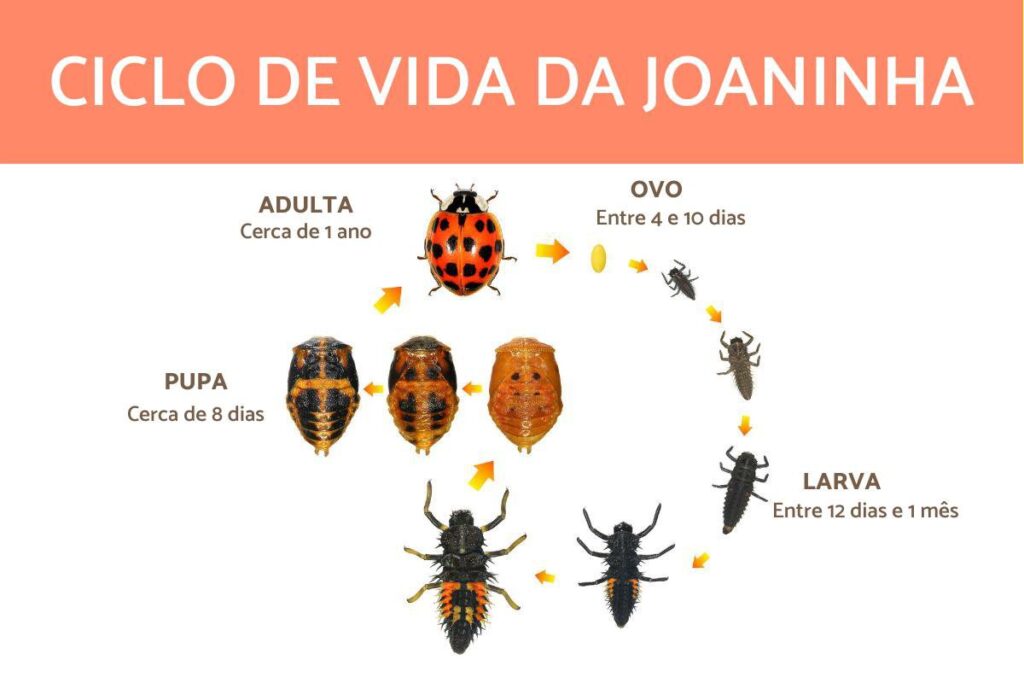 Ciclo de vida da joaninha desde ovo até fase adulta, passando por larva e pupa.