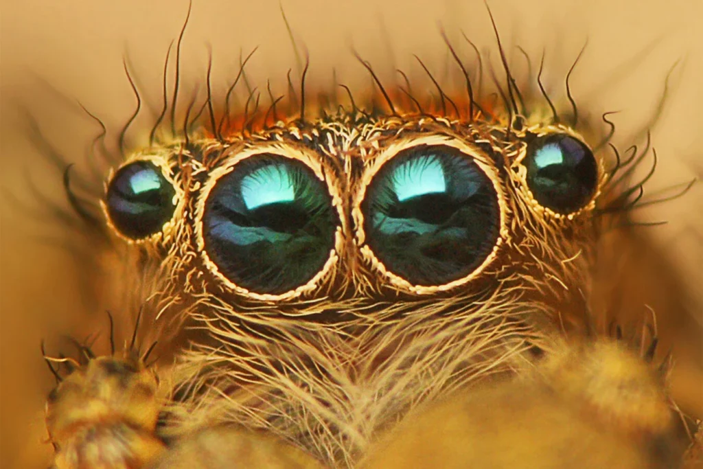 Zoom nos olhos frontais de uma aranha 