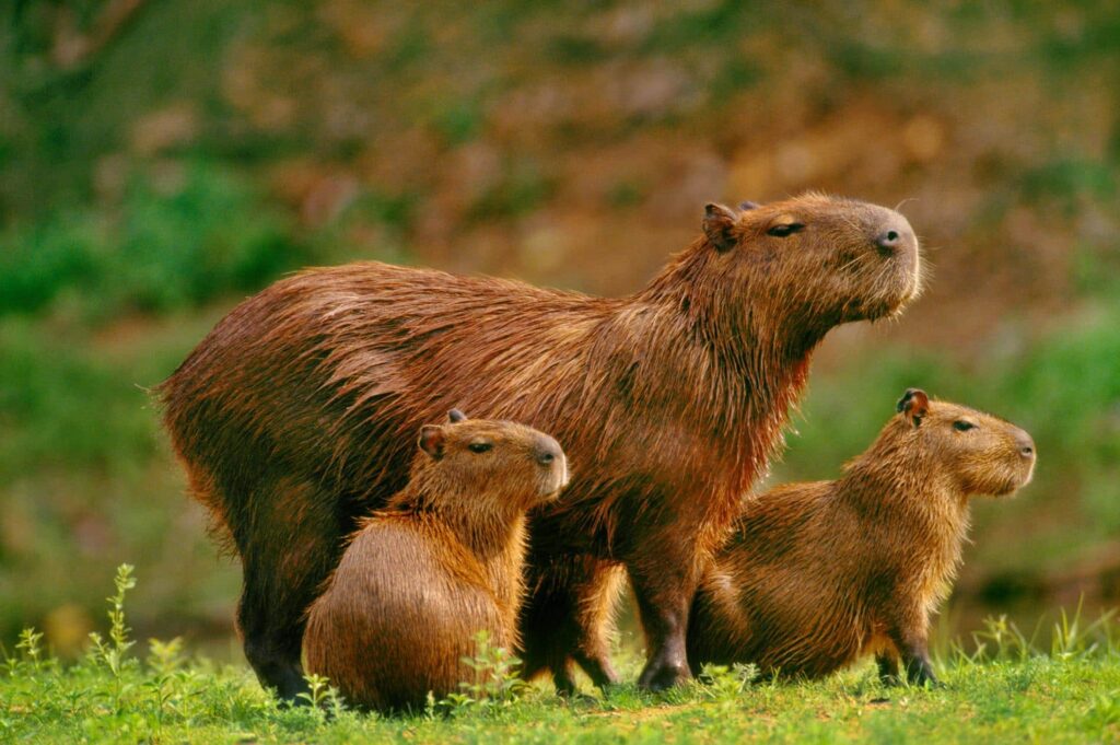 Capivara mãe e seus filhotes lindos