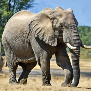 Leia mais sobre o artigo Elefante: O Gigante Gentil da Natureza