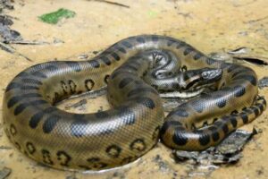 Leia mais sobre o artigo Anaconda Verde: A Majestade das Águas