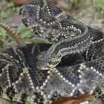 Cascavel: A Magnificência da Serpente Venenosa