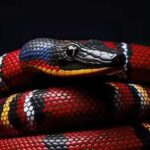 Cobra-coral: A Rainha das Serpentes Venenosas