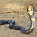 Cobra-rei: A Majestade das Serpentes