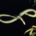 Cobra-voadora