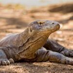 Descobrindo o Dragão-de-komodo