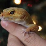 O Fascinante Mundo do Gecko-leopardo