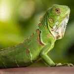 O Fascínio da Iguana-verde