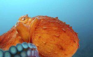 Leia mais sobre o artigo Maravilhas do Polvo Gigante do Pacífico