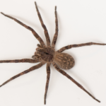 aranha-armadeira