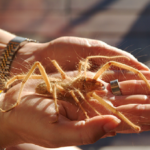 aranha-camelo