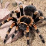 aranha-caranguejera