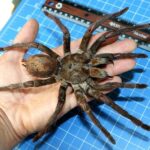 aranha-golias