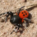 aranha-joaninha