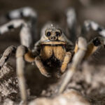 aranha-lobo