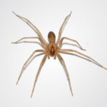 aranha-marrom