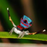 aranha-pavao
