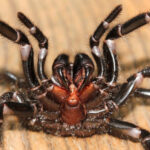 aranha-teia-de-funil