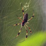 aranha-teia-dourada