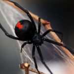 aranha_viuva-negra