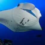 Chondrichthyes