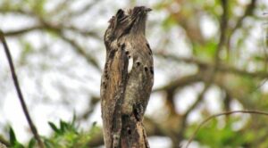 Leia mais sobre o artigo Urutau, o pássaro fantasma