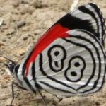 borboleta-88