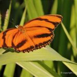 borboleta-tigre
