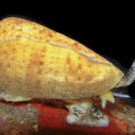 caracol-cone
