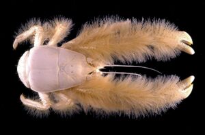 Leia mais sobre o artigo O Fascinante Caranguejo-Yeti