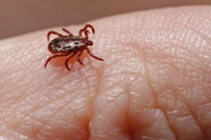 Leia mais sobre o artigo O Fascinante Mundo do Carrapato-estrela