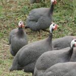 galinha-da-angola