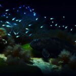 Peixe Diabo Negro: Os Mistérios das Profundezas
