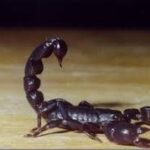 escorpiao-preto