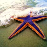estrela-mar