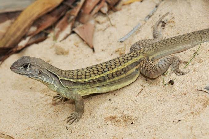 Leia mais sobre o artigo O Fascinante Mundo do Lagarto Leiolepis ngovantrii