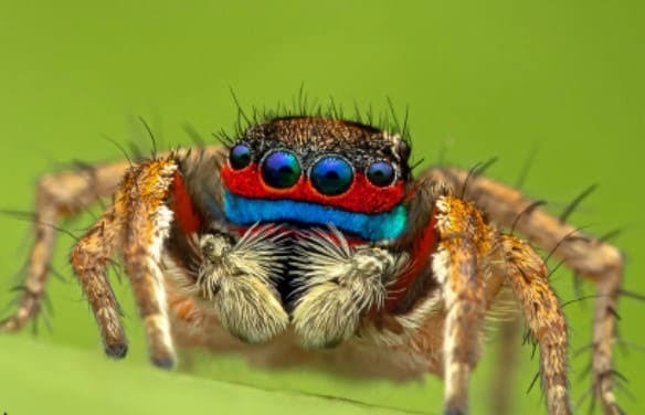 Leia mais sobre o artigo A Fascinante Aranha-Saltadora